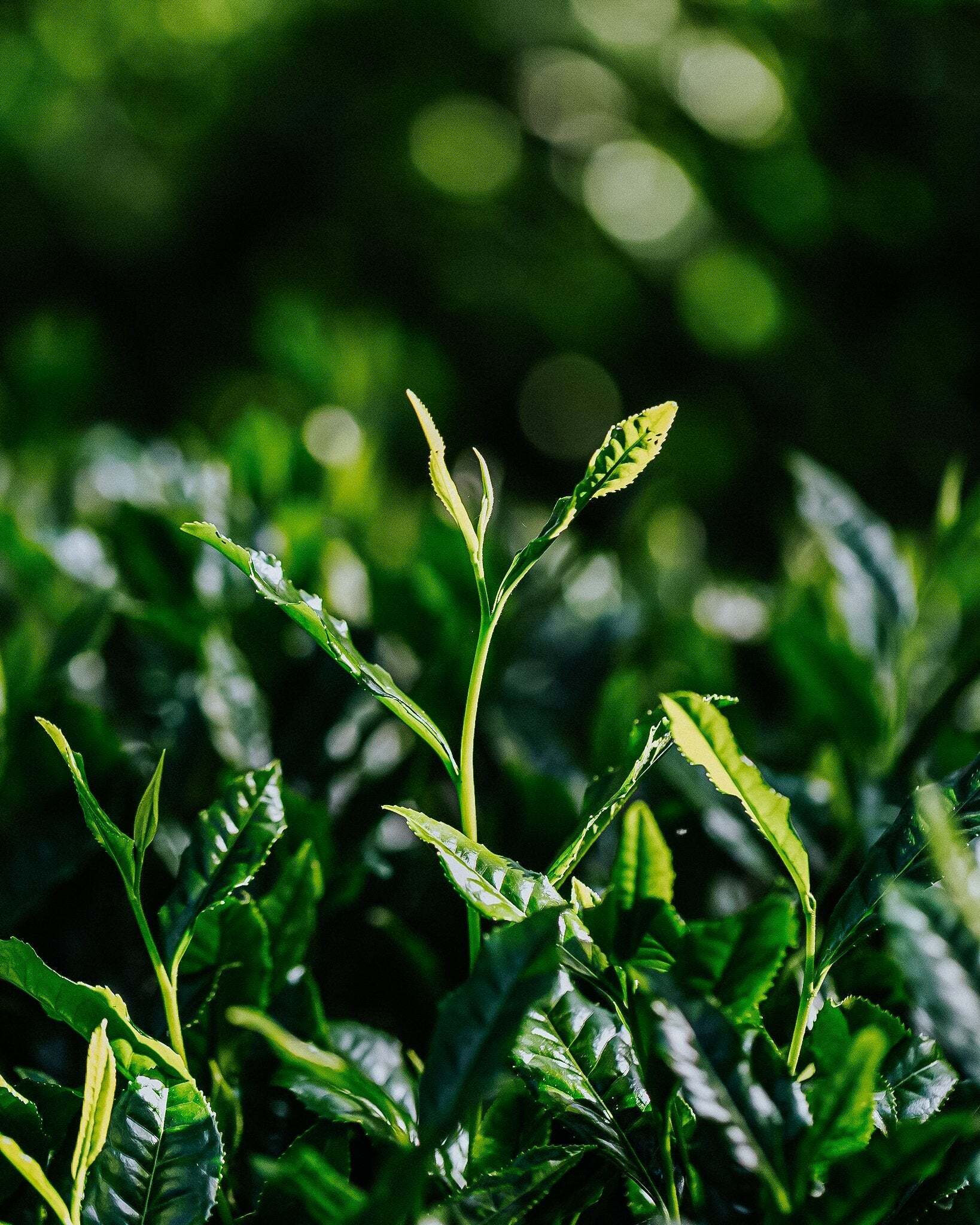 Bio ou pas Bio? la Qualité Inégalée de Matcha Botanicals